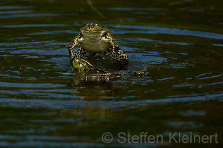 Teichfrosch (Rana kl. esculenta)  - 05